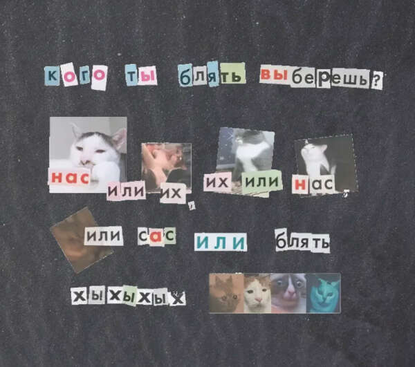 Футболка с котиками котами мем оверсайз