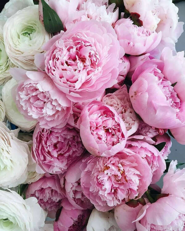 Пионы🌺