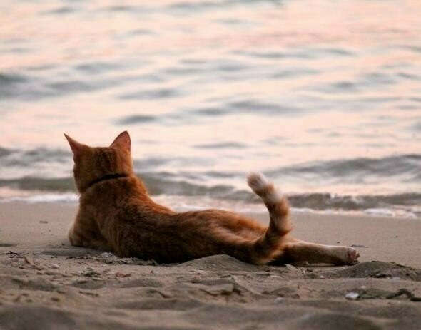 Хочу летом поехать на море, всей семьей