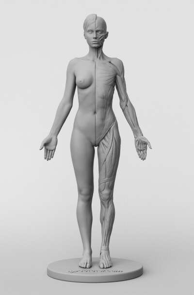 3dtotal Anatomy: female figure