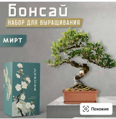Набор для выращивания бонсая
