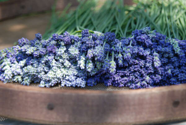 Mount Madonna Lavender Dried Bundle