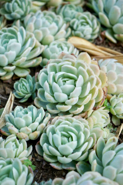 Echeveria zonnestraal