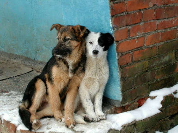 Чтобы все бездомные животные, больше не мерзли и не голодали!