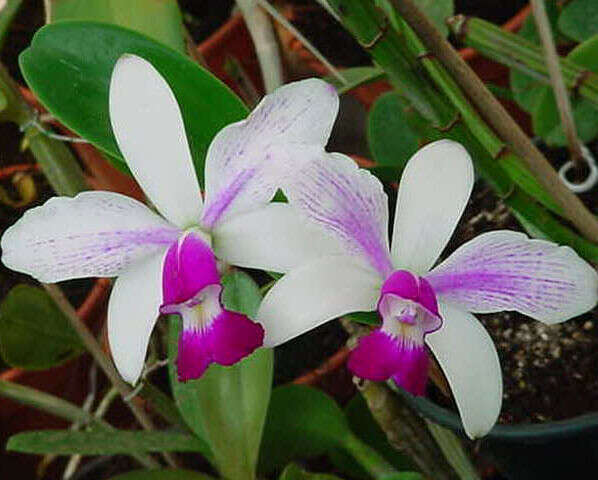Орхидею Каттлея (Cattleya)