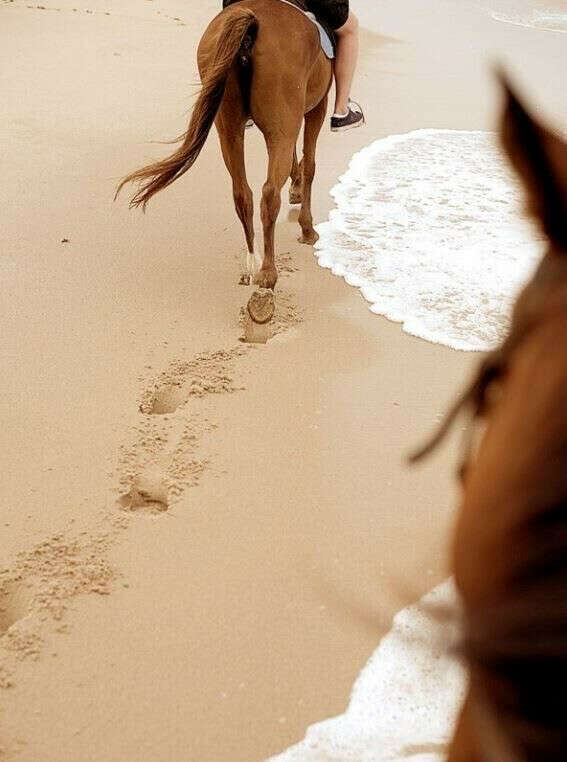 Конная прогулка 🐎