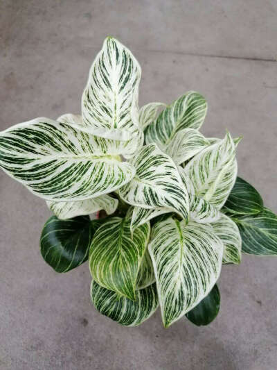 Philodendron White