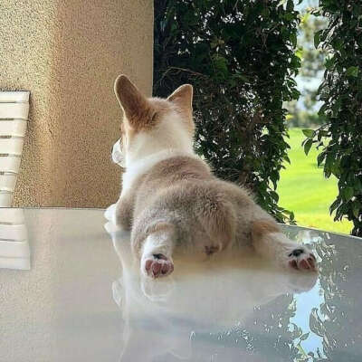 Корги