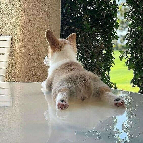 Корги