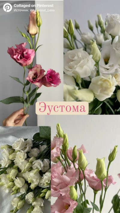 Эустома