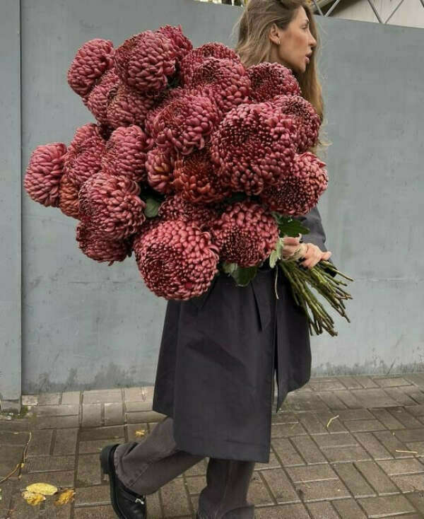 Кудрявые Хризантемы