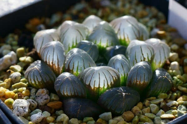 Хавортия Купера (Haworthia cooperi)
