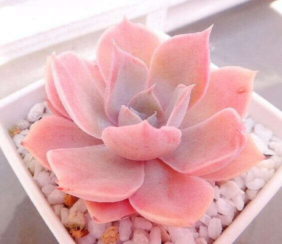 Розовый Суккулент