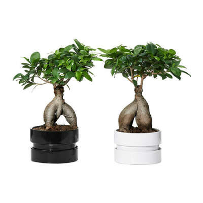 FICUS MICROCARPA GINSENG Комнтн раст в горшке - IKEA