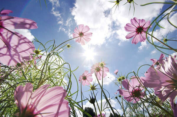тёплое и солнечное лето/sunny hot summer