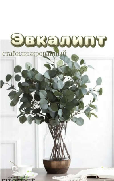 Эвкалипт