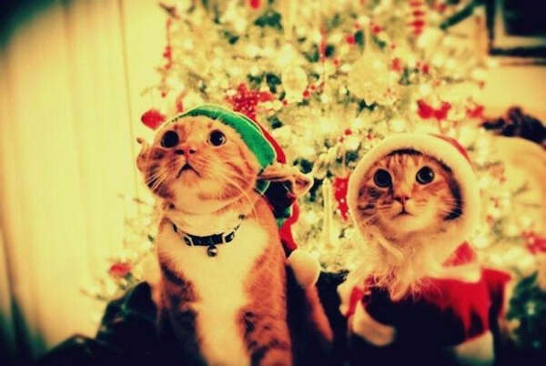 Незабываемый Новый год!