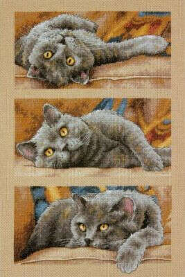 35301-70-DMS Max The Cat