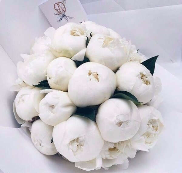 белые пионы