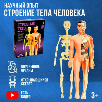 Детские наборы для исследований по анатомии