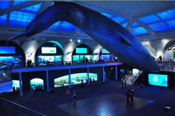 Провести ночь в American Museum of Natural History