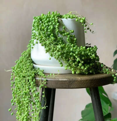 String of pearls plant