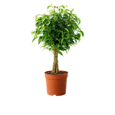 FICUS BENJAMINA NATASJA/Фикус Бенджамина "Наташа"