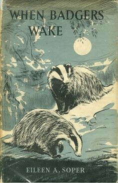 When badgers wake: Eileen A Soper