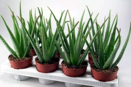 Aloe vera