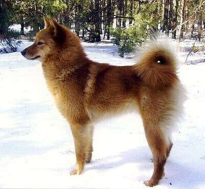 карельская лайка