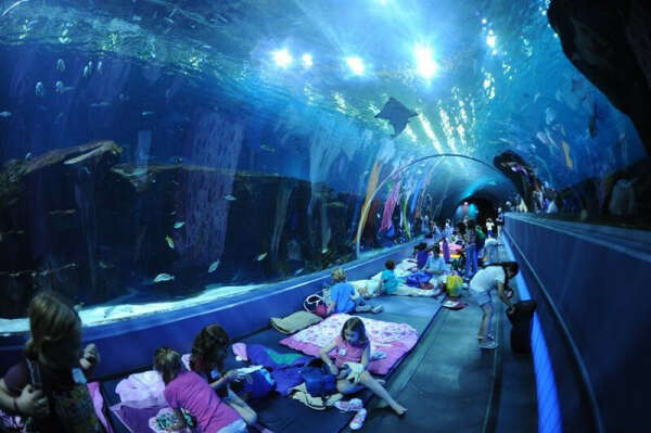 Посетить океанариум "The Georgia Aquarium".