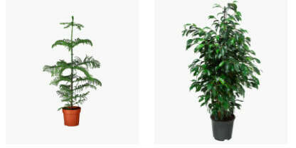 Big size green home plants