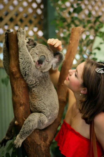 To touch koala
