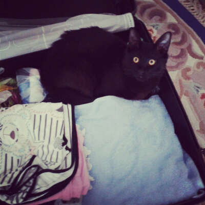 Котика