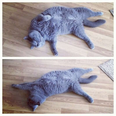 Британского котейку