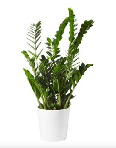 Big zamioculcas