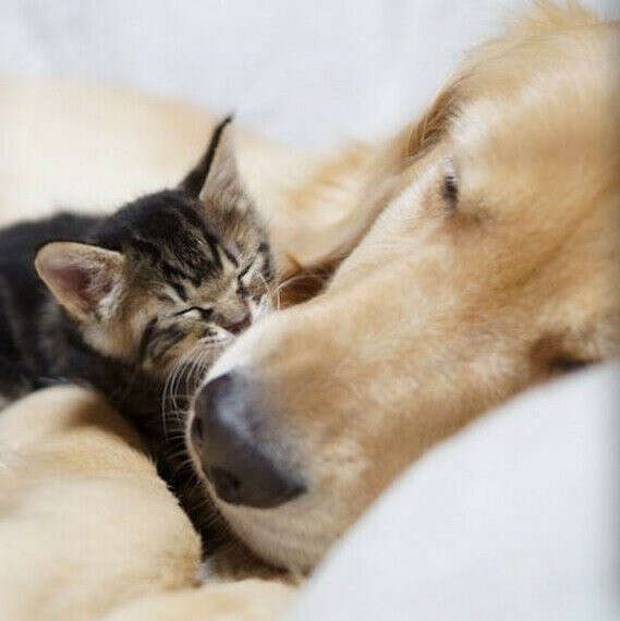 Щенка и котенка