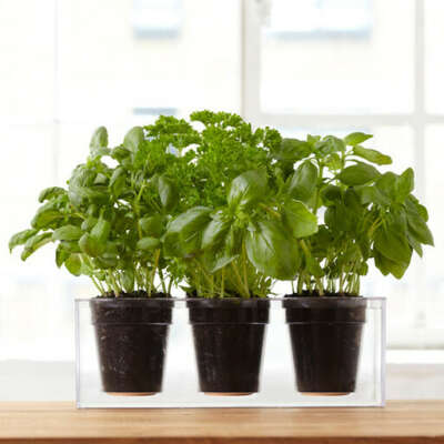 Boskke Cube Triple Planter