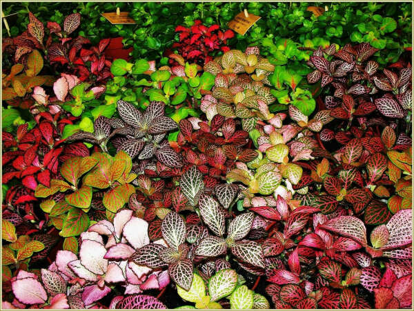 Fittonia