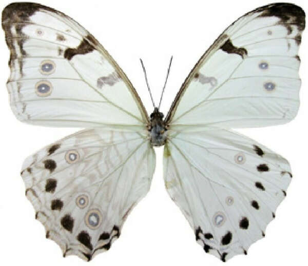 Бабочка Morpho luna в рамке