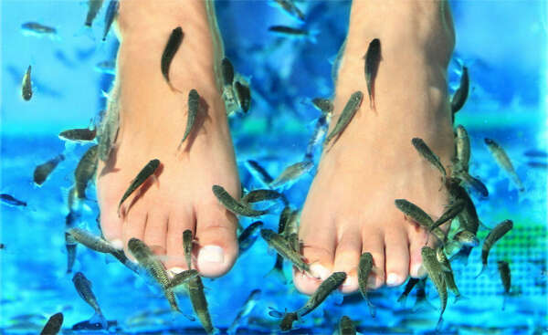 Fish spa