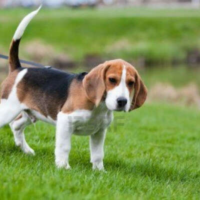 Beagle