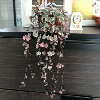 Церопегия вуда вариегатная (Ceropegia woodii variegata)