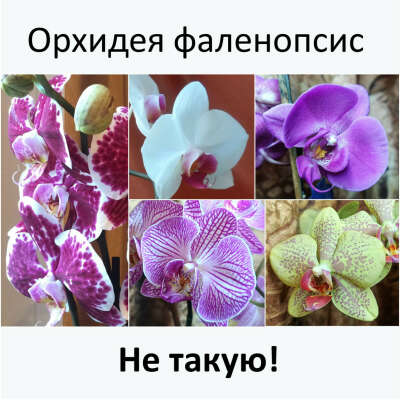 Орхидея