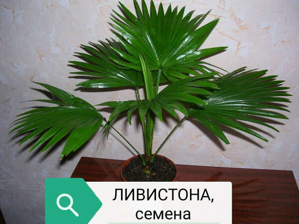 Семена ливистона круглолистной.