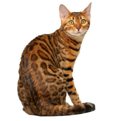 Бенгальская кошка