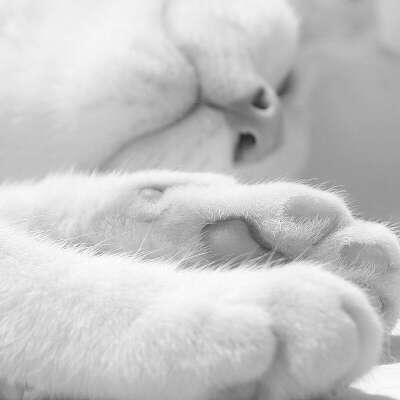 Котика :3