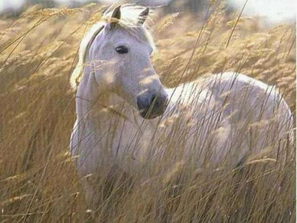 покататься на лошадях в лесу с друзьями