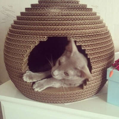 Cat Home