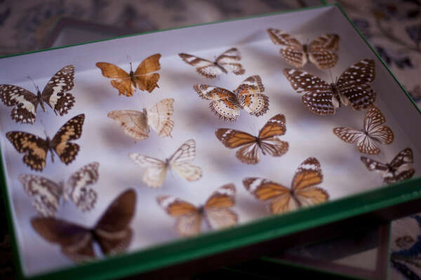 Taxidermy Butterflies